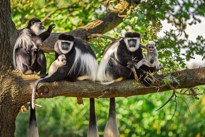 2 Day Chimpanzee Trekking in Nyungwe Forest and King's Palace