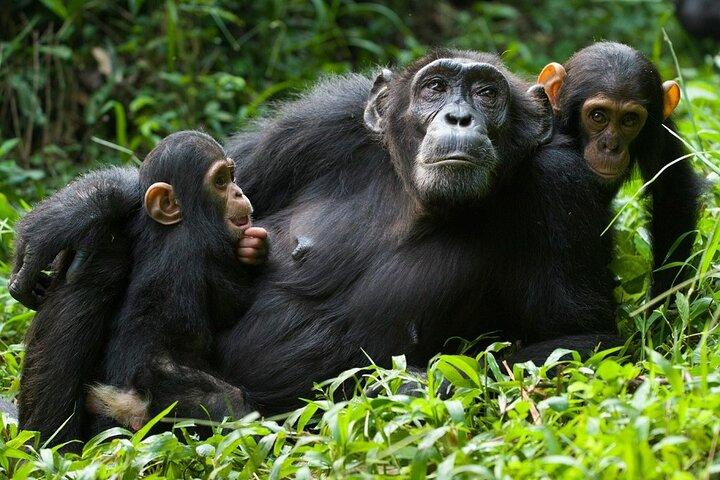 2 Day Chimpanzee Trekking in Nyungwe Forest and King's Palace