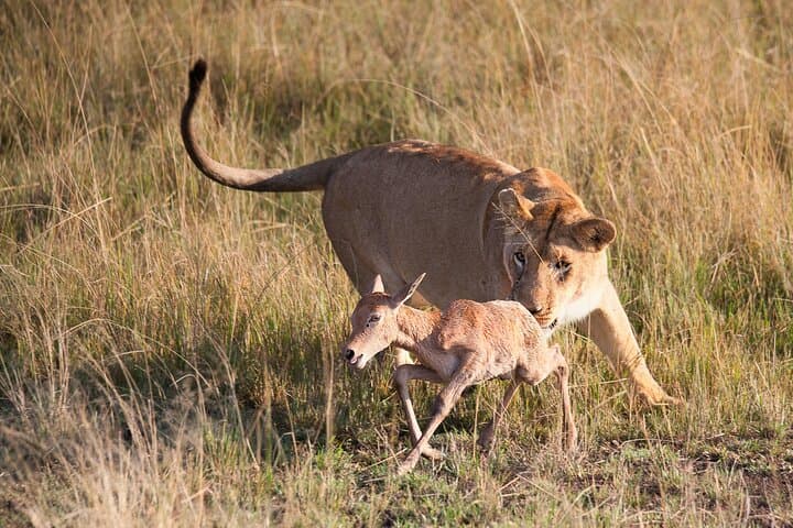 7 Day Kenya Safari Amboseli Naivasha Nakuru Mara