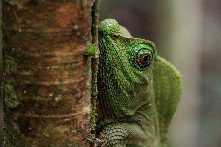 Sinharaja Rain Forest Tours (Full Day)