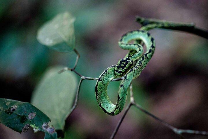 Sinharaja Rain Forest Tours (Full Day)