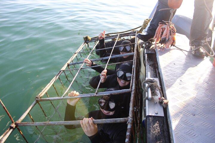 Shark Cage Diving Tour from Cape Town