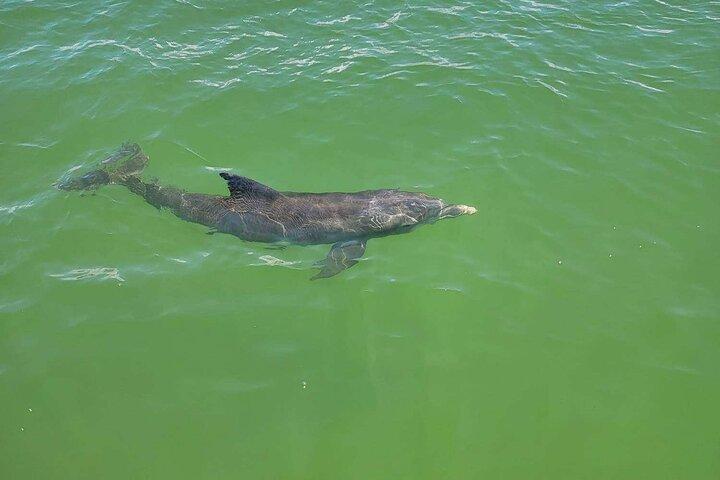 Sunset Dolphin Cruise with Sanibel Lighthouse Views