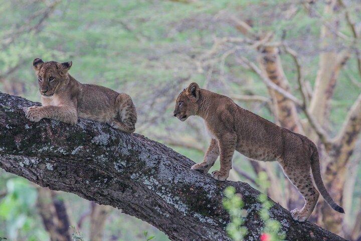 Private 6Day Kenya Big 5 Safari:Nairobi,Aberdare,Nakuru,MasaiMara
