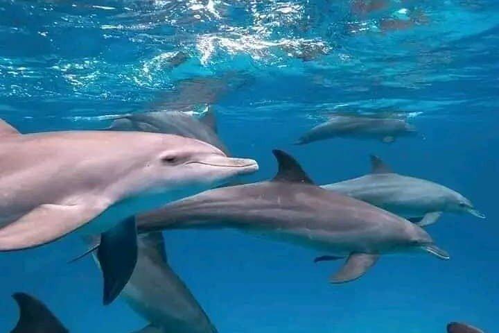 Mauritius Dolphin Swim & Whale Tour | Shared Speed Boat
