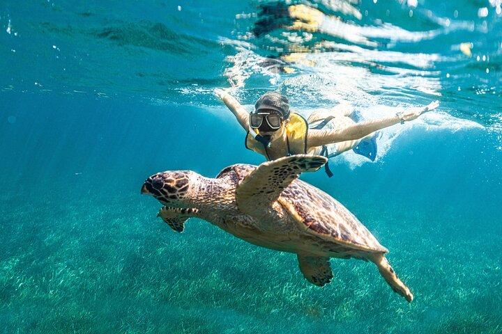 Snorkeling Tour with Turtles and Stingrays Puerto Morelos