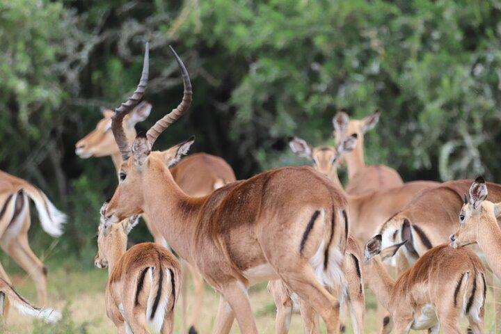 Full-Day Schotia Game Reserve & Giraffe Walk (Open 4x4 Vehicle)