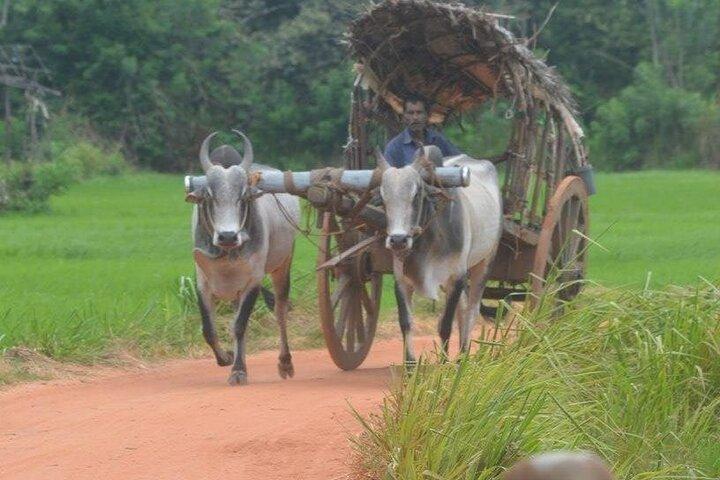 Dambulla and Sigiriya Day Tour from Colombo or Negombo
