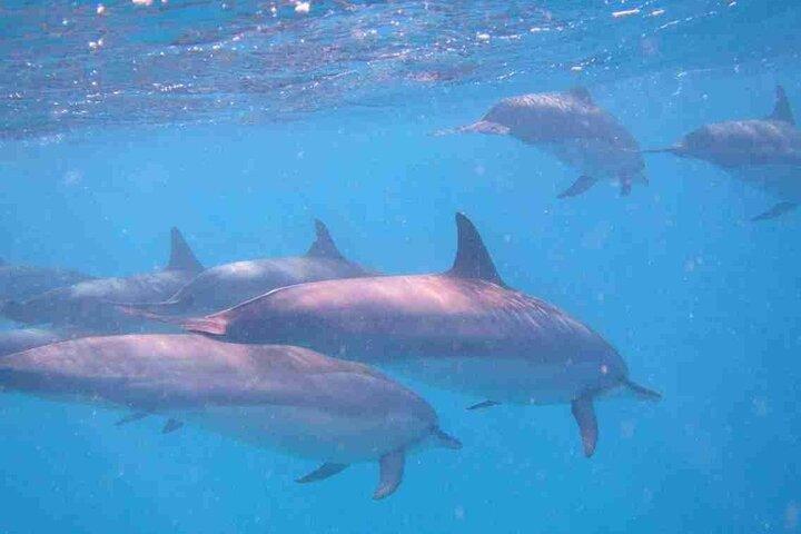 Mauritius Dolphin Swim & Whale Tour | Shared Speed Boat