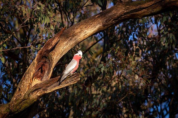 Intimate Blue Mountains Wild Kangaroos & Sunset for Nature Lovers