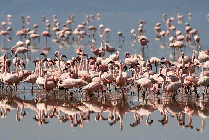 2 Day Tour to Lake Nakuru, Naivasha and Hell's Gate from Nairobi