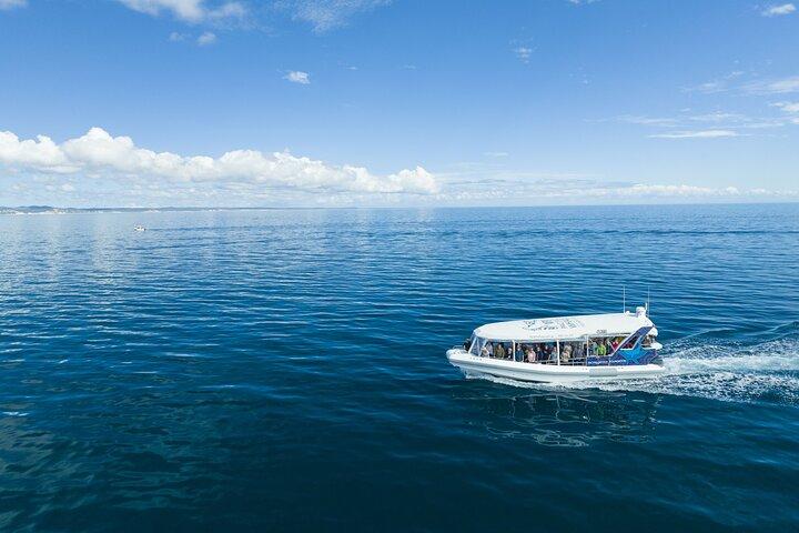 Hervey Bay Ultimate Whale Watching Cruise