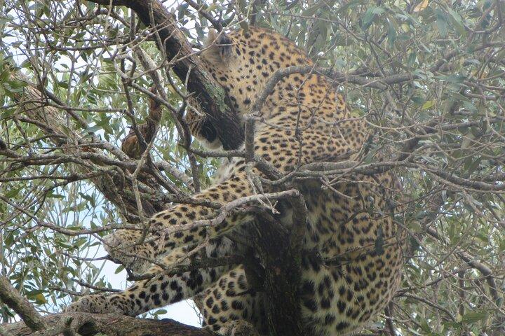 3 days group joining maasai mara tour