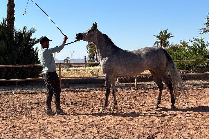 Marrakech Private Horse Riding in the Palm Grove with Tea