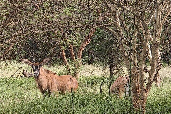 Discover Bandia Safari and the Pink Lake 2 Participants Minimum