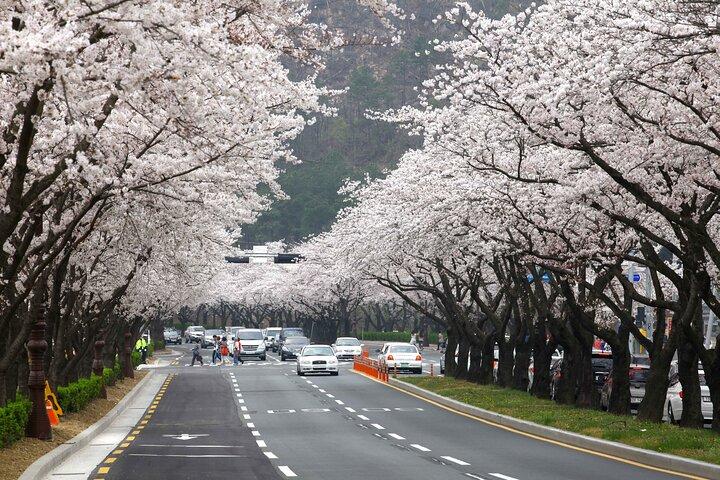 5-Day Korea Golden route by K-shuttle Tour from Seoul Including Busan, Yeosu