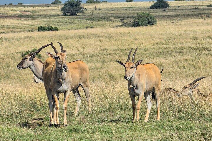 Half Day Morning or Afternoon Guided Tour : Nairobi National Park