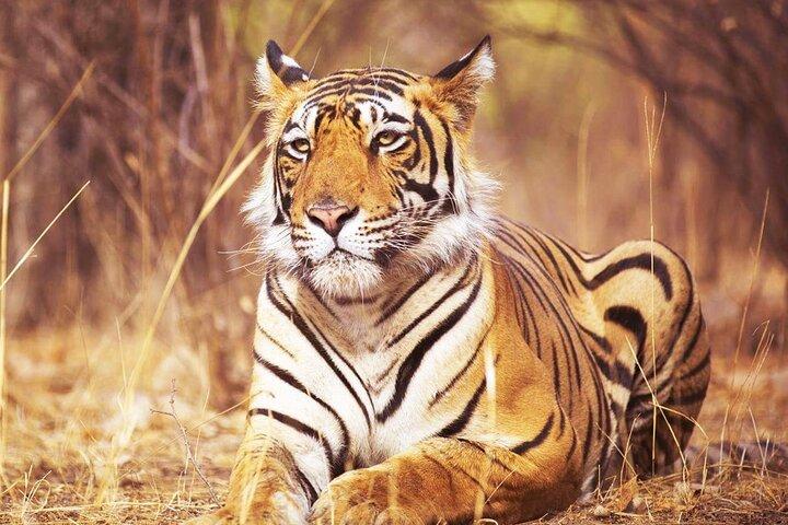 Jaipur to Ranthambore Day Trip with Tiger Safari
