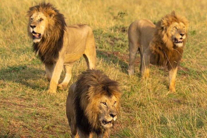 5 Day Camping Tarangire Serengeti Ngorongoro and Maasai Tour