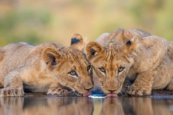 5 Day Camping Tarangire Serengeti Ngorongoro and Maasai Tour