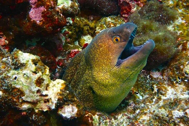 Phuket Scuba Diving Maiton Private Island Small Group or Snorkel