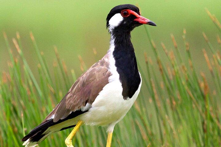 Muthurajawela Bird Watching Day Tour from Colombo or Negombo