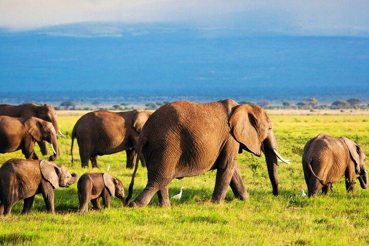 Two Days Amboseli National Park Safari