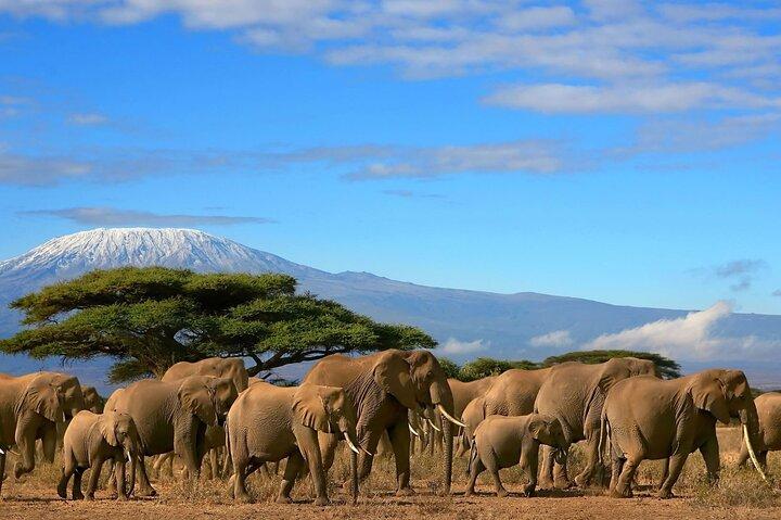 Two Days Amboseli National Park Safari