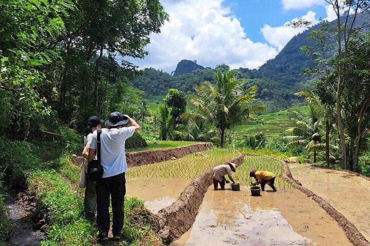 Hidden Waterfall & Selogriyo Rice Terraces Trek from Yogyakarta
