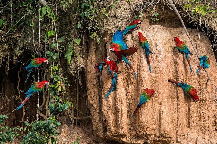 Iquitos: Reserve Pacaya Samiria - 4 Days Deep inside the Amazon
