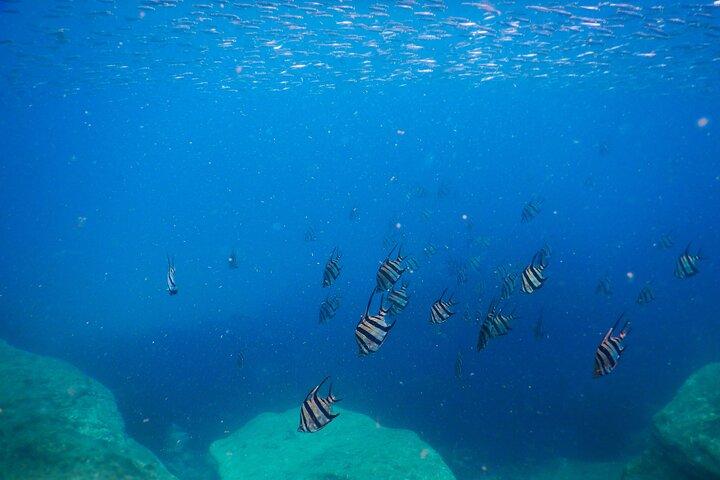 Private Snorkeling Tour In Sydney's Marine Reserve
