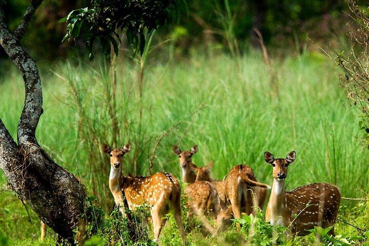 Kathmandu 2 Nights 3 Days Chitwan Jungle Safari Tour