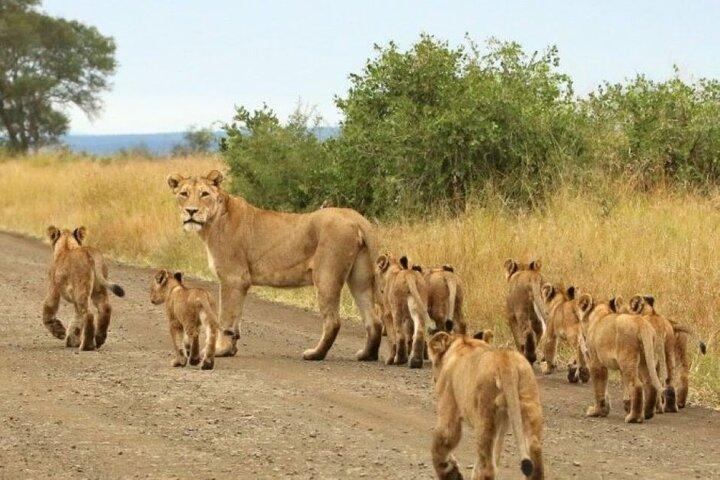 4 Days Serengeti & Ngorongoro Group Budget Safari-Tanzania