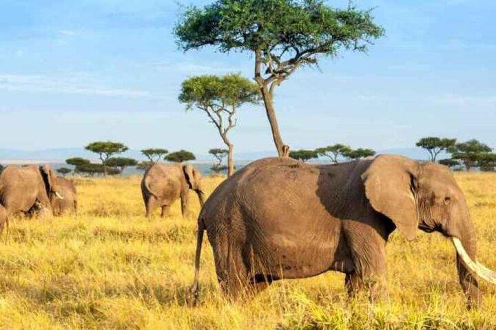 4 Days Serengeti & Ngorongoro Group Budget Safari-Tanzania