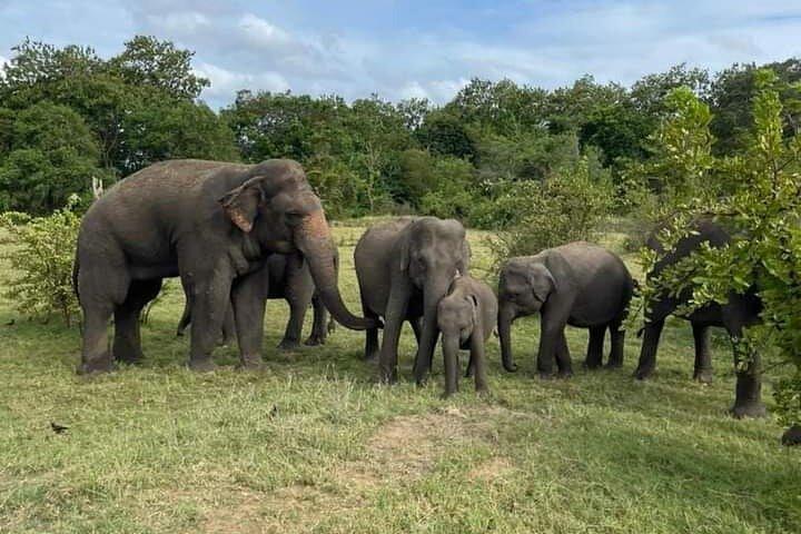 4 Hour Udawalawe National Park Private Safari Tour