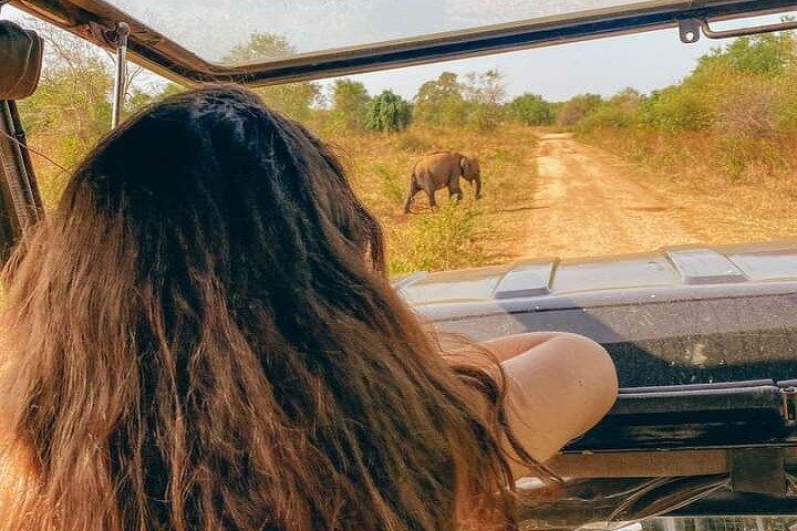 4 Hour Udawalawe National Park Private Safari Tour