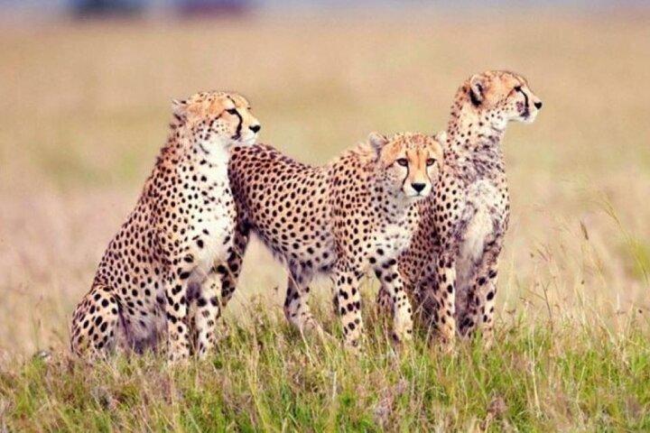 8 Days, 7 Nights Kenya and Tanzania Private Safari Package