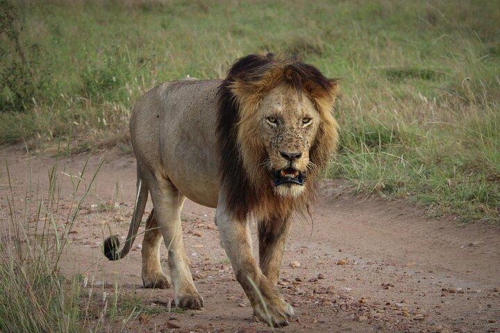 Two-day Kilimanjaro Sighting & Amboseli Safari