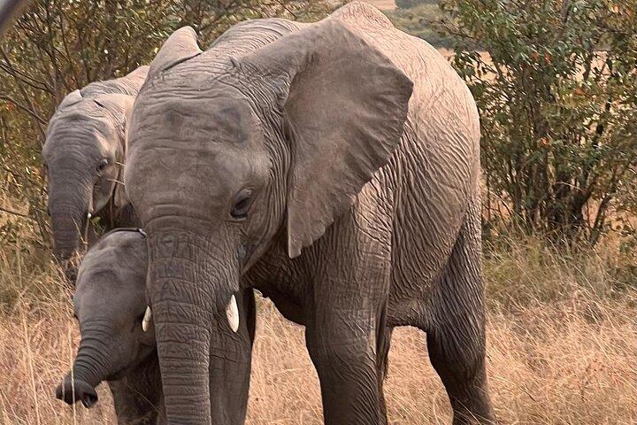 Two-day Kilimanjaro Sighting & Amboseli Safari