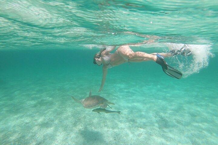 Nassau 3-stops: Snorkeling, Swimming Pigs, Turtles & Lunch