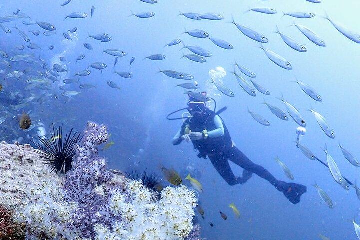 Phuket Scuba Diving Phi Phi Islands (Certified Divers Only)