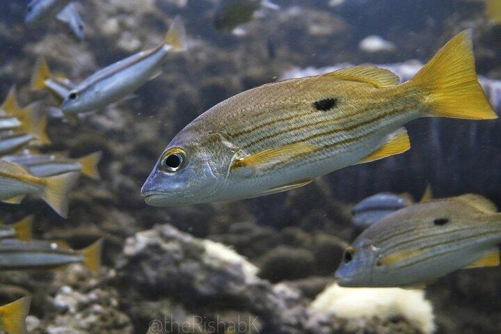 Phuket Scuba Diving Phi Phi Islands (Certified Divers Only)