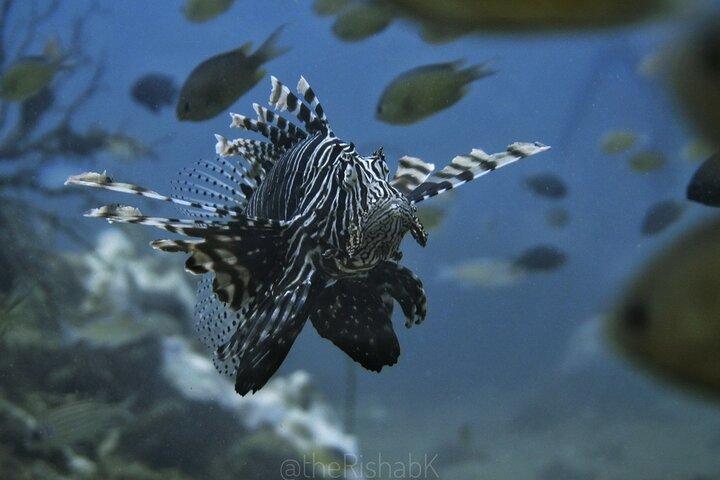 Phuket Scuba Diving Phi Phi Islands (Certified Divers Only)