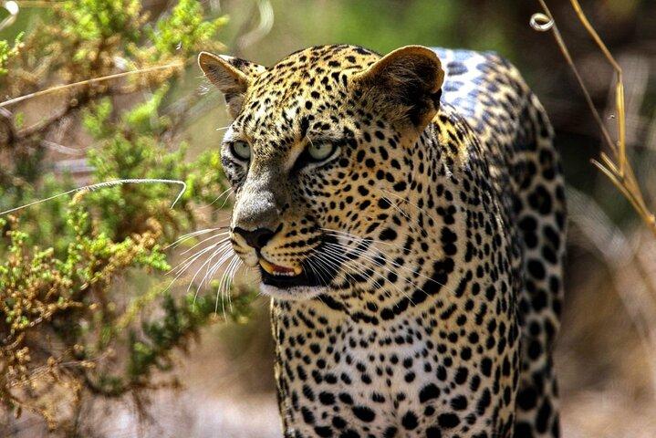 3 Days Samburu National Reserve Private Safari Package