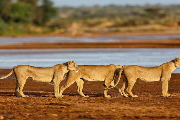 3 Days Samburu National Reserve Private Safari Package