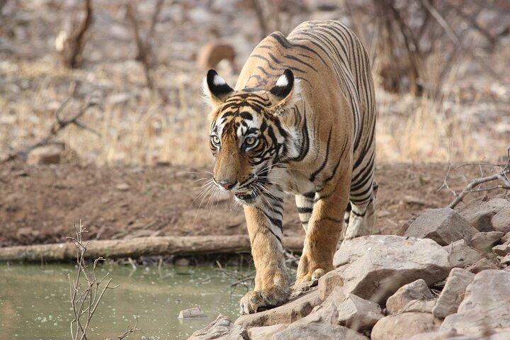 Day Trip from Jaipur to Ranthambore Safari