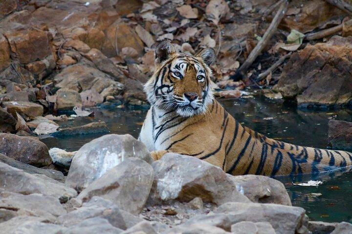 Day Trip from Jaipur to Ranthambore Safari