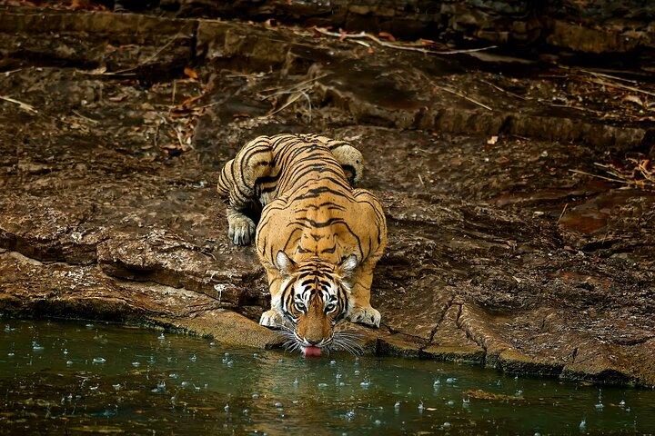 Day Trip from Jaipur to Ranthambore Safari
