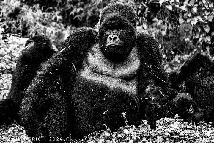 Private Gorilla Trekking Transfer from kigali to Volcanoes N.Park