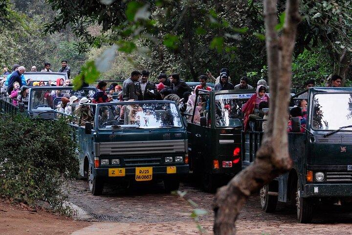 Day Trip from Jaipur to Ranthambore Safari